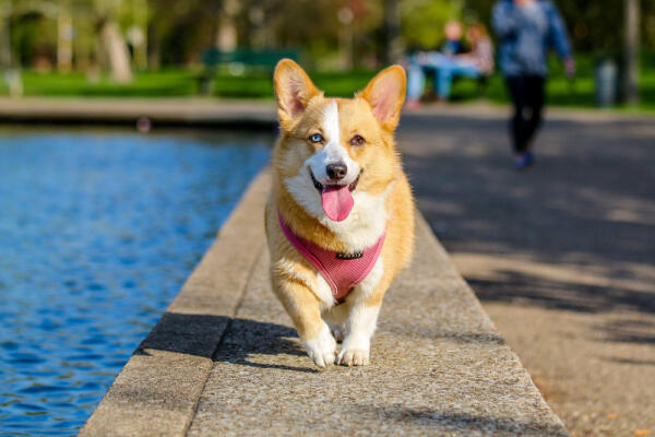 A Dog Named Wednesday