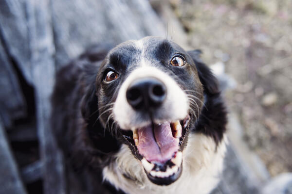 The Dog at the End of the Street