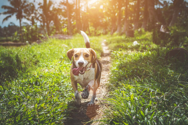 The Dog Who Came Back