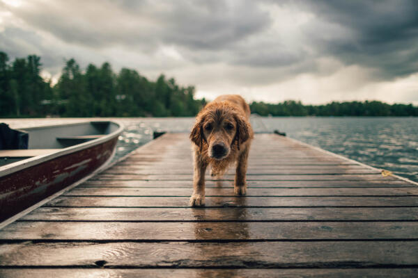 The Dog Who Stole the Show